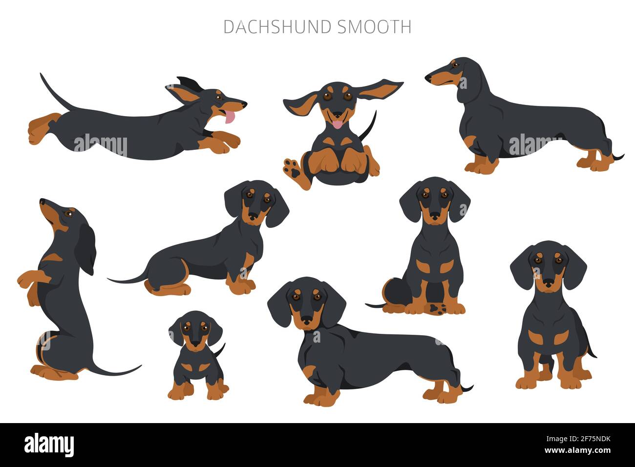 Detail Dachshund Vector Image Nomer 49