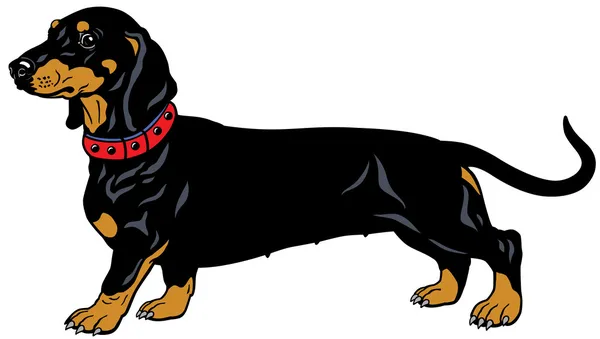 Detail Dachshund Vector Image Nomer 50