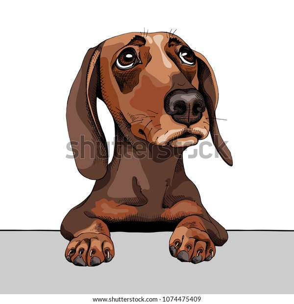 Detail Dachshund Vector Image Nomer 54