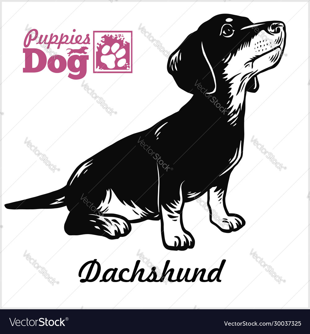 Detail Dachshund Vector Image Nomer 57