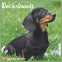 Detail Dachshund Wall Calendar 2021 Nomer 12