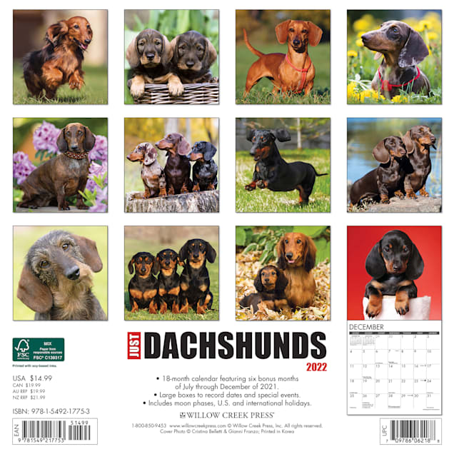 Detail Dachshund Wall Calendar 2021 Nomer 20