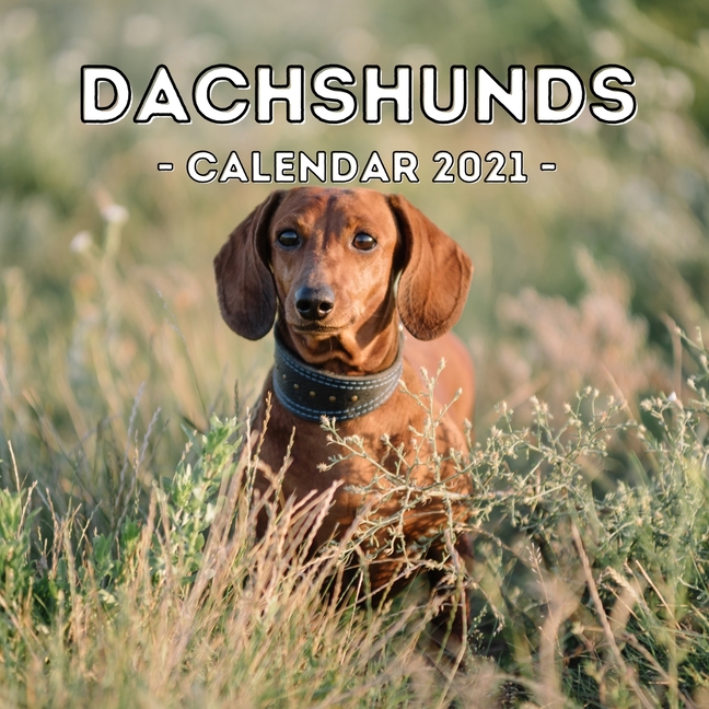 Detail Dachshund Wall Calendar 2021 Nomer 23