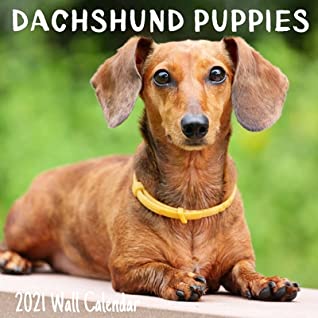 Detail Dachshund Wall Calendar 2021 Nomer 39