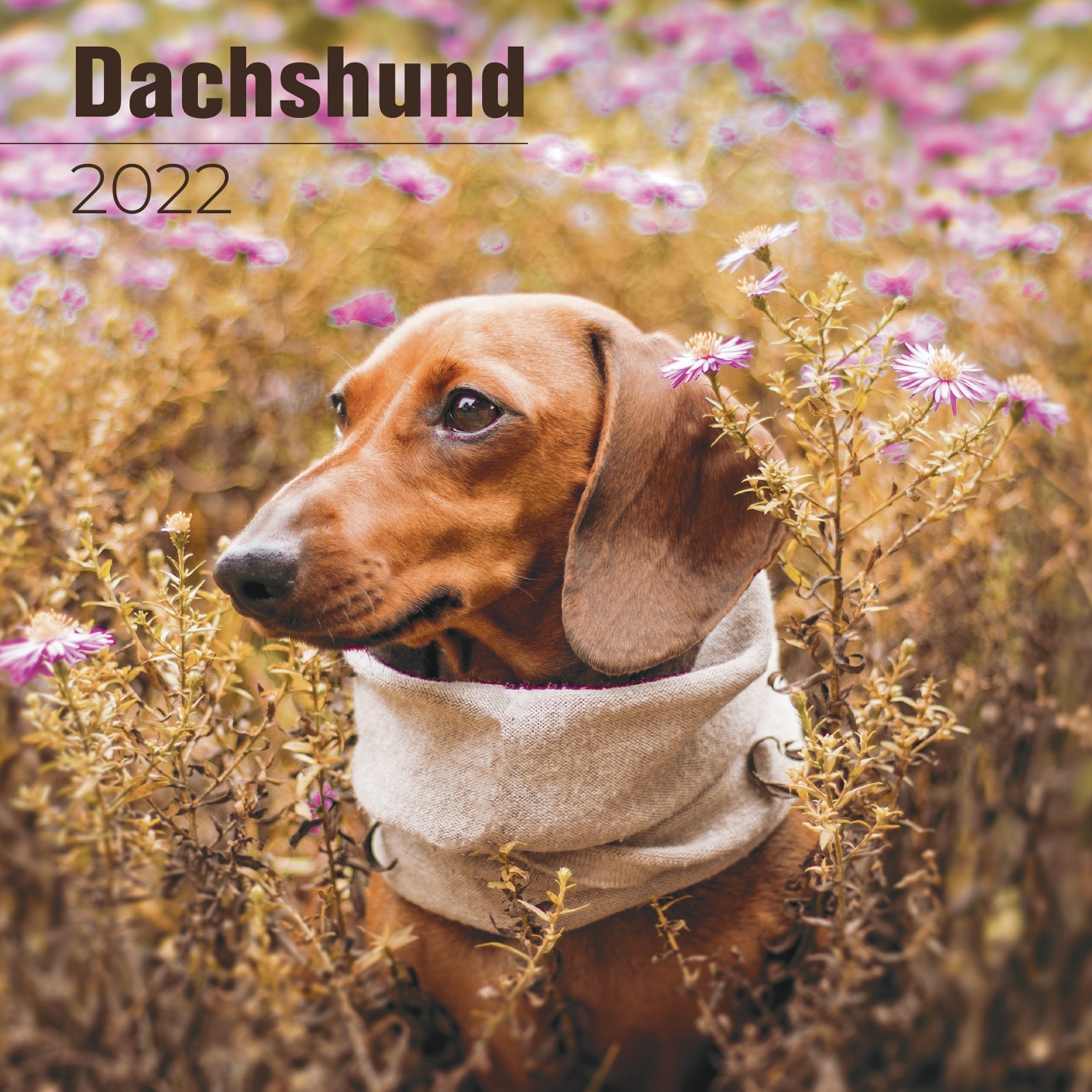 Detail Dachshund Wall Calendar 2021 Nomer 5