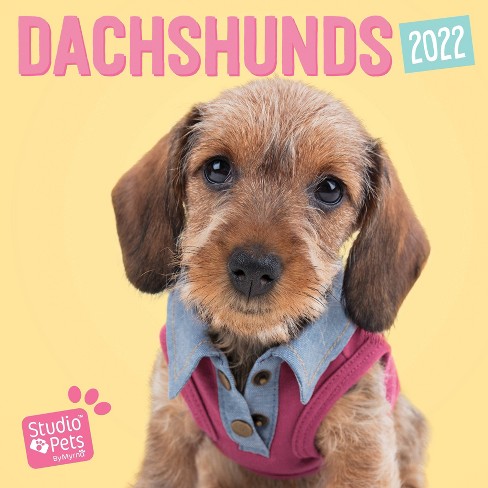 Detail Dachshund Wall Calendar 2021 Nomer 44