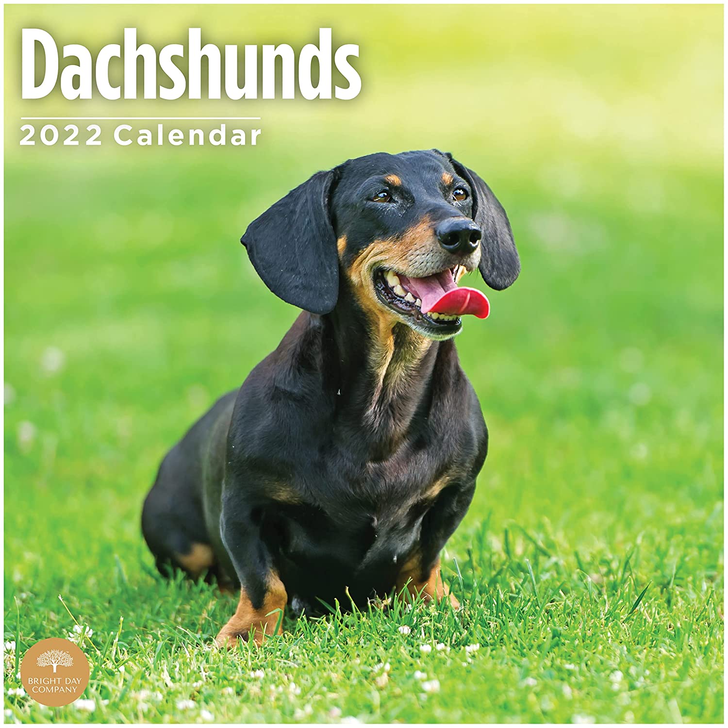 Detail Dachshund Wall Calendar 2021 Nomer 57