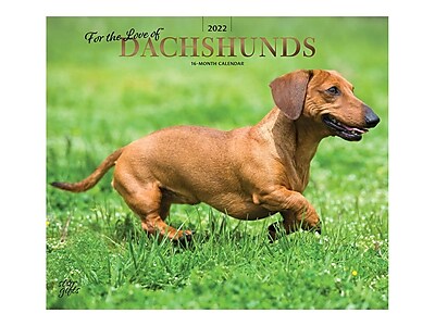 Detail Dachshund Wall Calendar 2021 Nomer 58