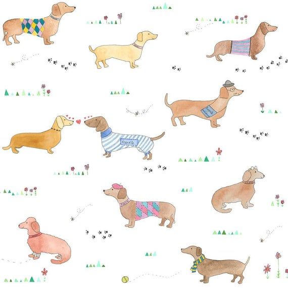 Detail Dachshund Wallpaper For Walls Nomer 14