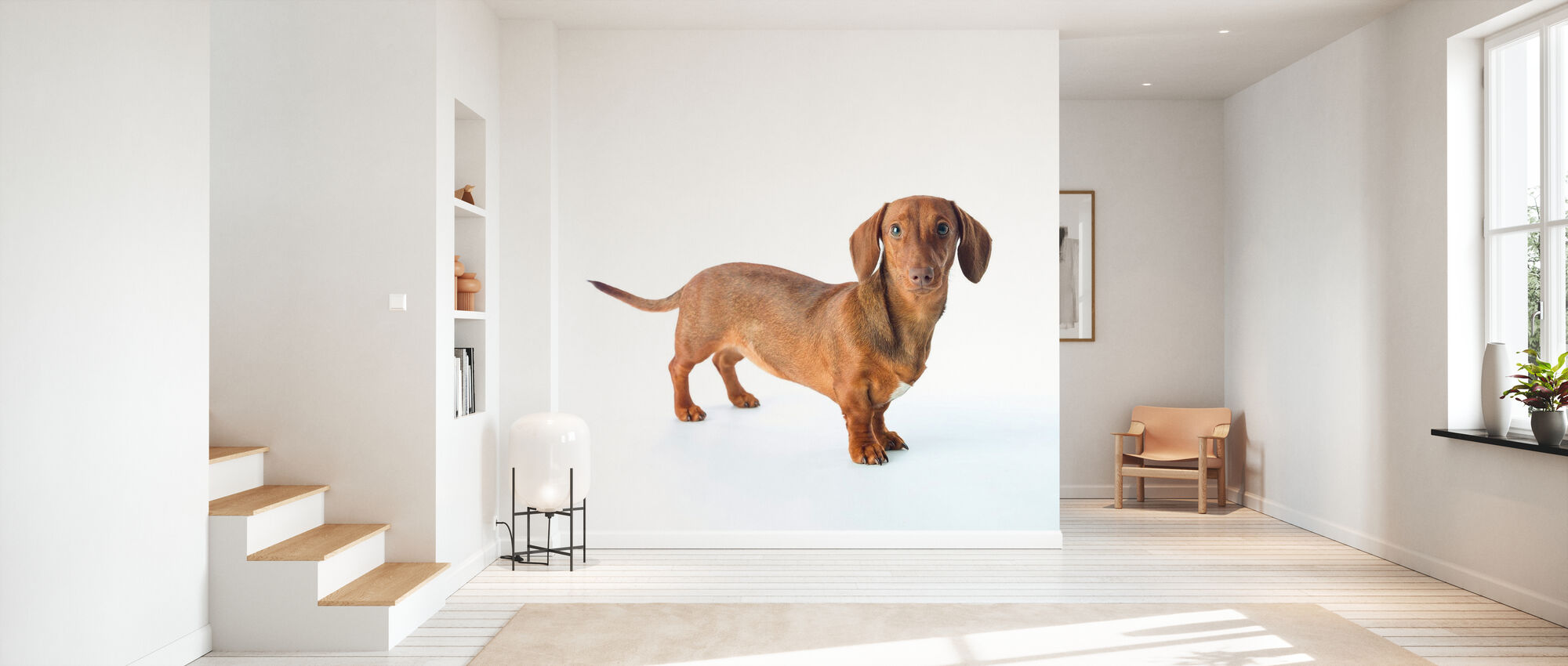 Detail Dachshund Wallpaper For Walls Nomer 48