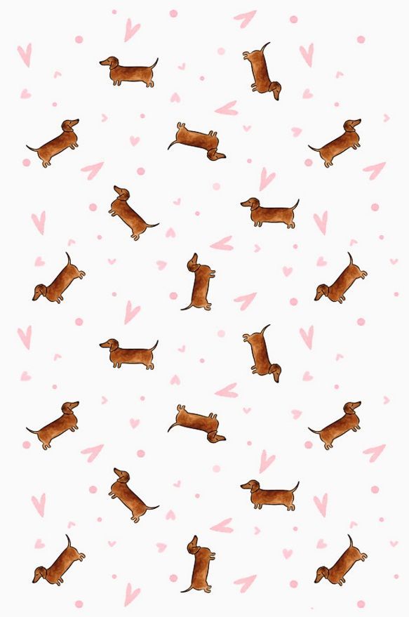 Detail Dachshund Wallpaper Iphone Nomer 2