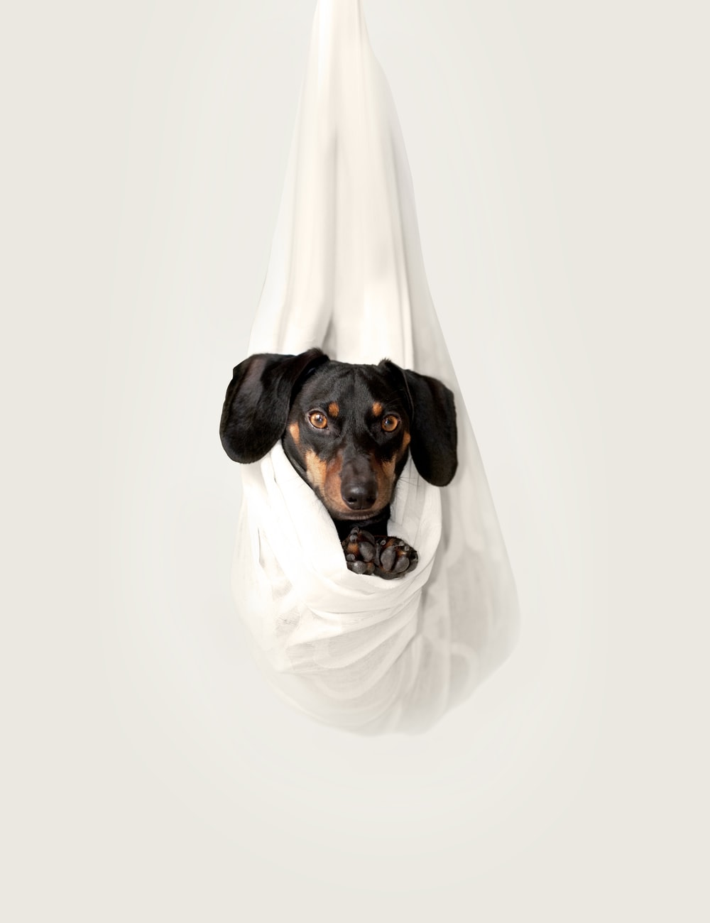 Detail Dachshund Wallpaper Iphone Nomer 22