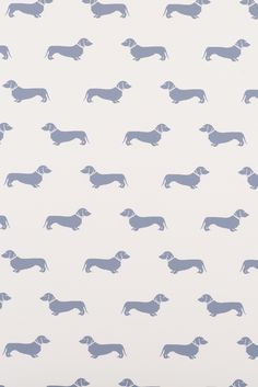 Detail Dachshund Wallpaper Iphone Nomer 23