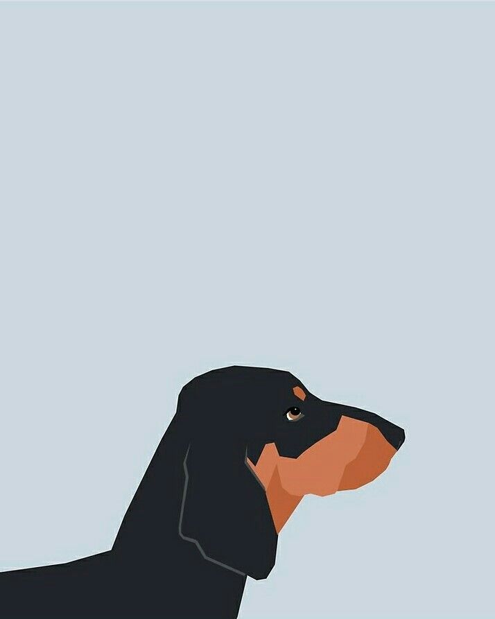 Detail Dachshund Wallpaper Iphone Nomer 24