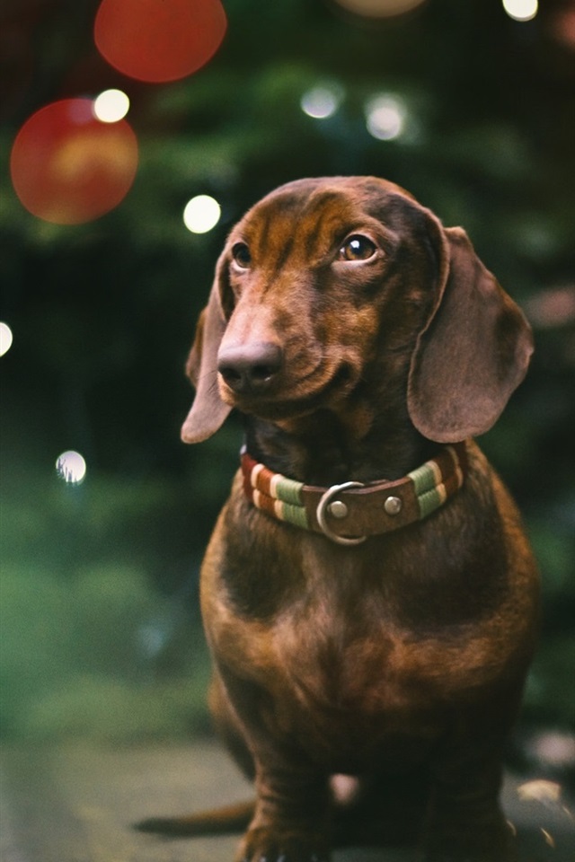 Detail Dachshund Wallpaper Iphone Nomer 34