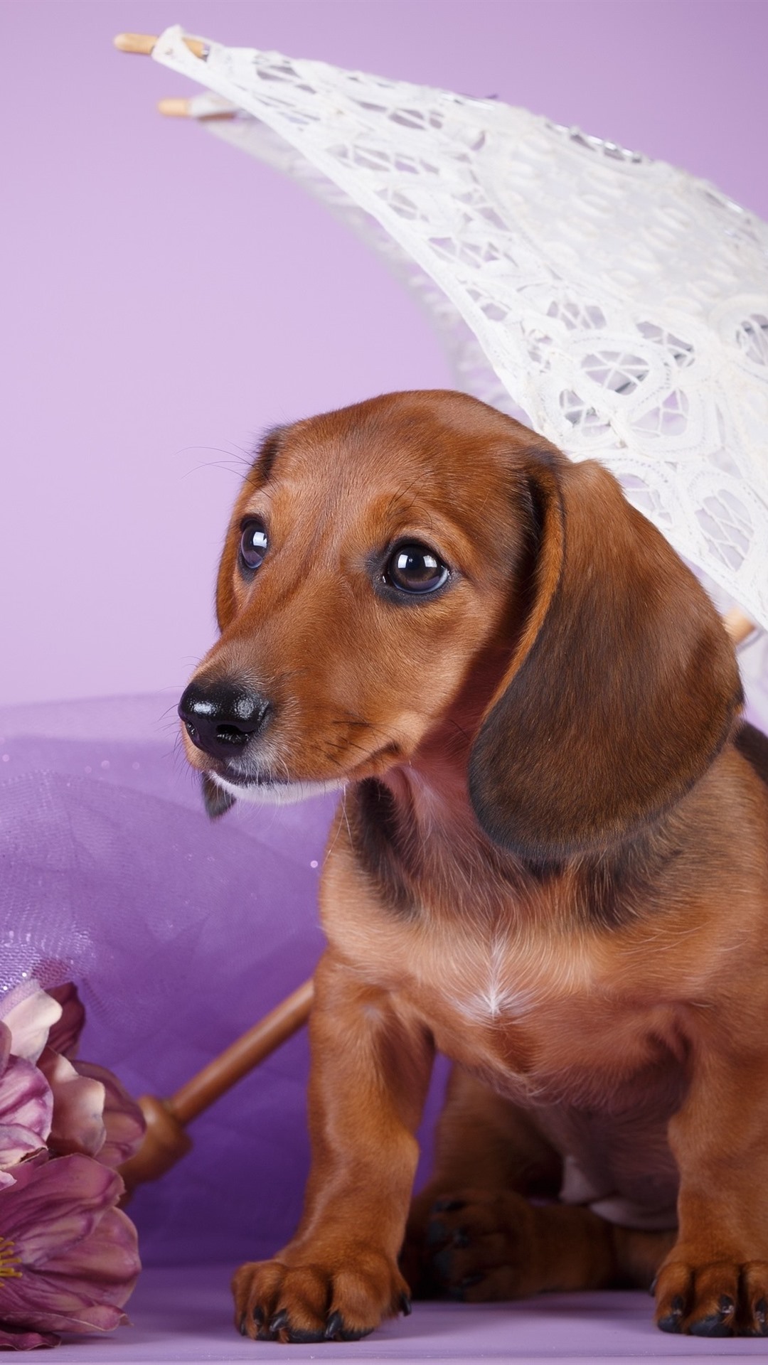 Detail Dachshund Wallpaper Iphone Nomer 48