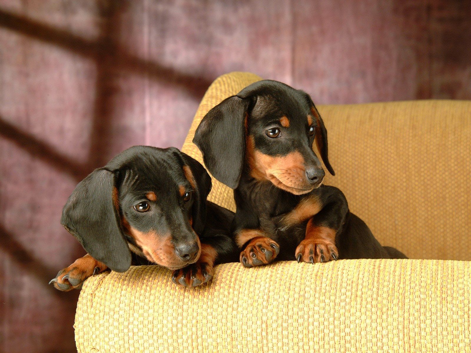 Detail Dachshund Wallpapers Nomer 14