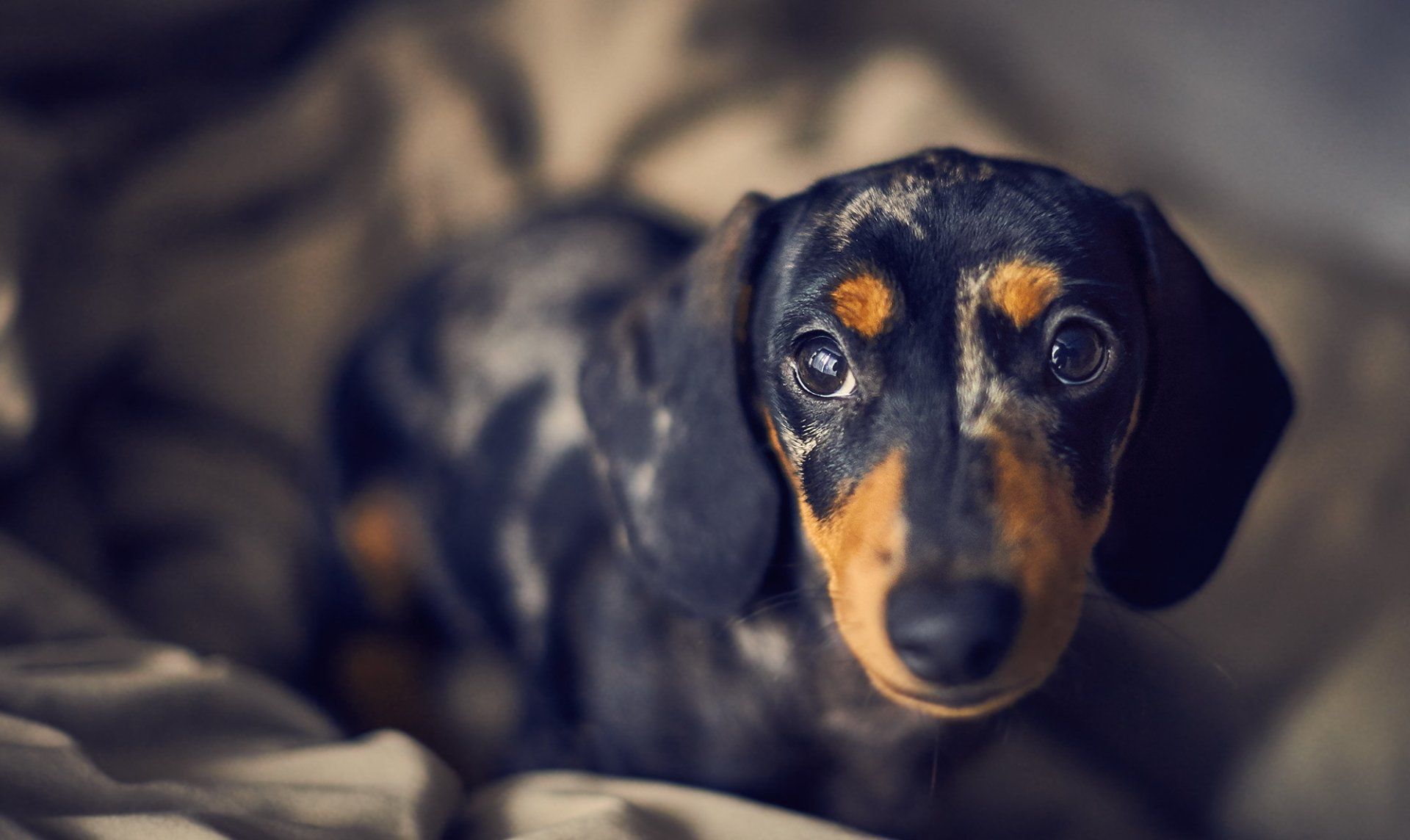 Detail Dachshund Wallpapers Nomer 16