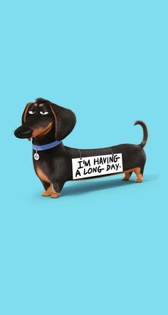 Detail Dachshund Wallpapers Nomer 26