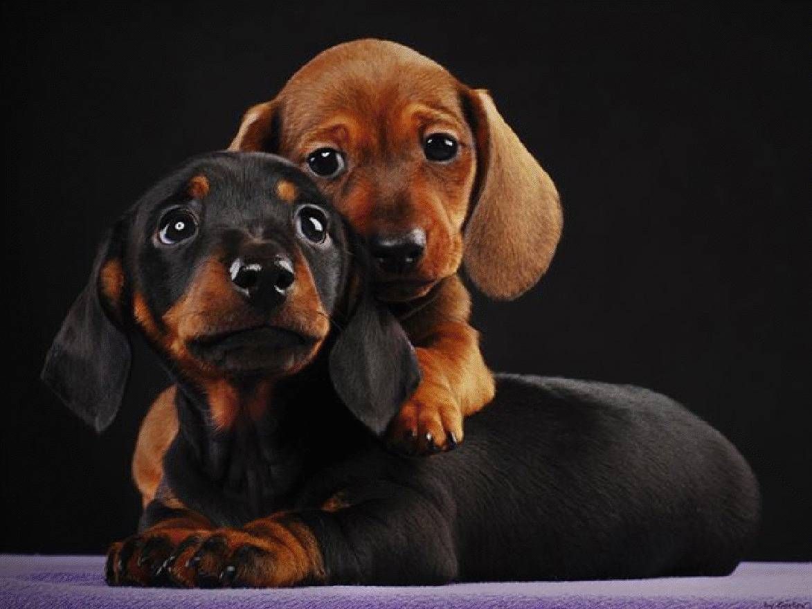 Detail Dachshund Wallpapers Nomer 4