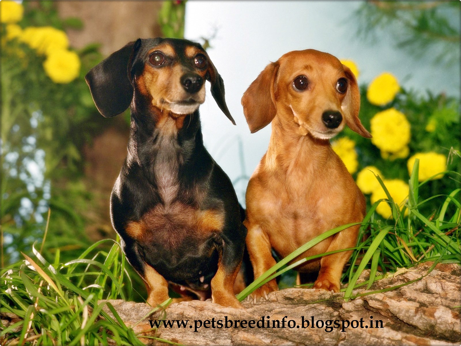 Detail Dachshund Wallpapers Nomer 36