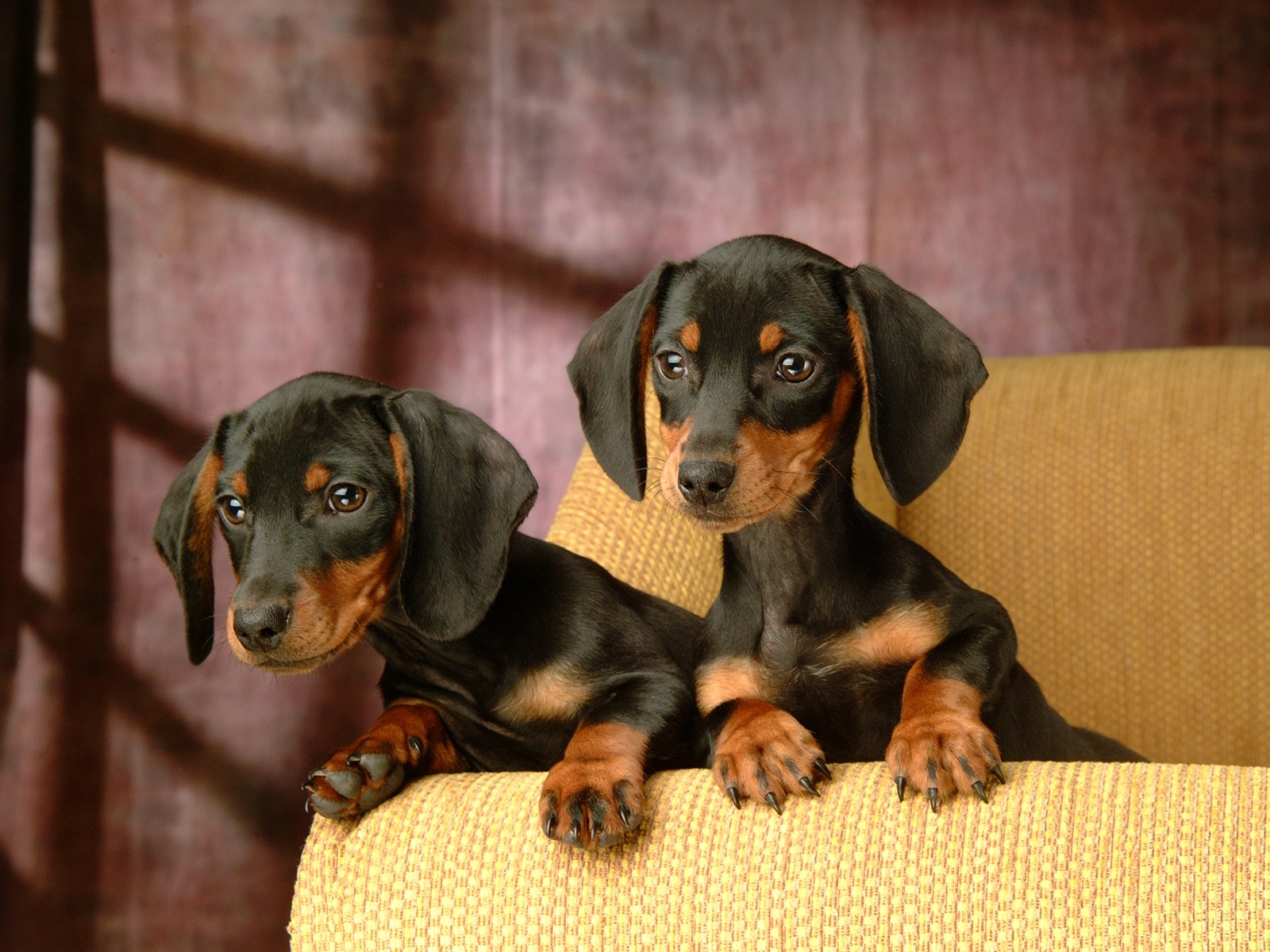 Detail Dachshund Wallpapers Nomer 43