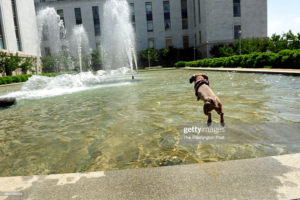 Detail Dachshund Water Fountain Nomer 49