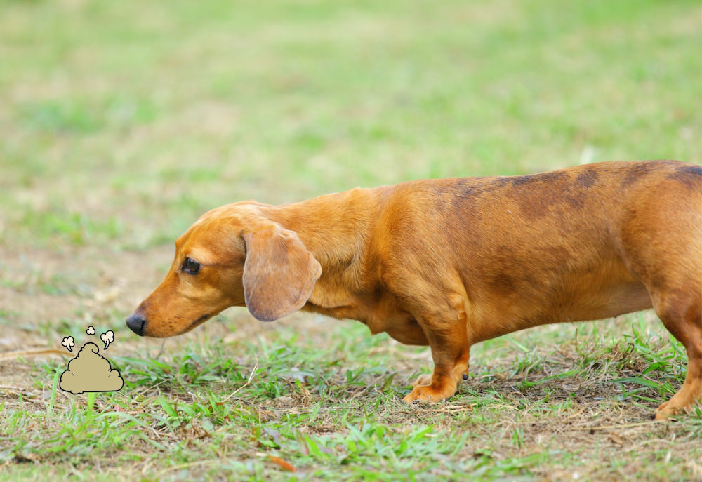 Detail Dachshund Water Fountain Nomer 52