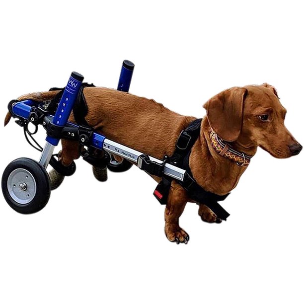 Detail Dachshund Wheels Cart Nomer 12