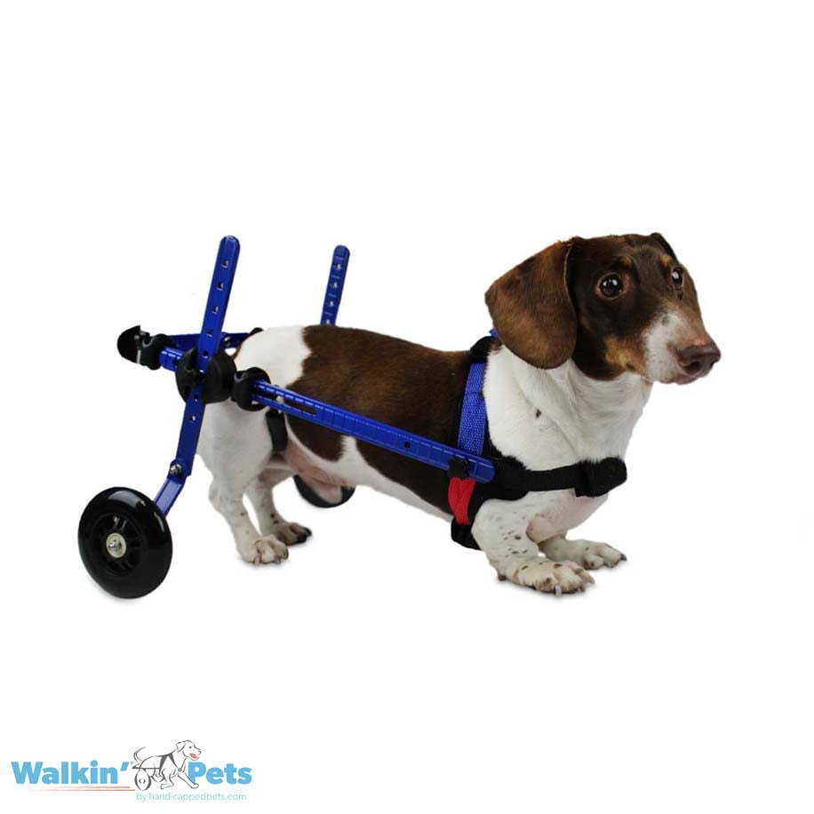 Detail Dachshund Wheels Cart Nomer 3