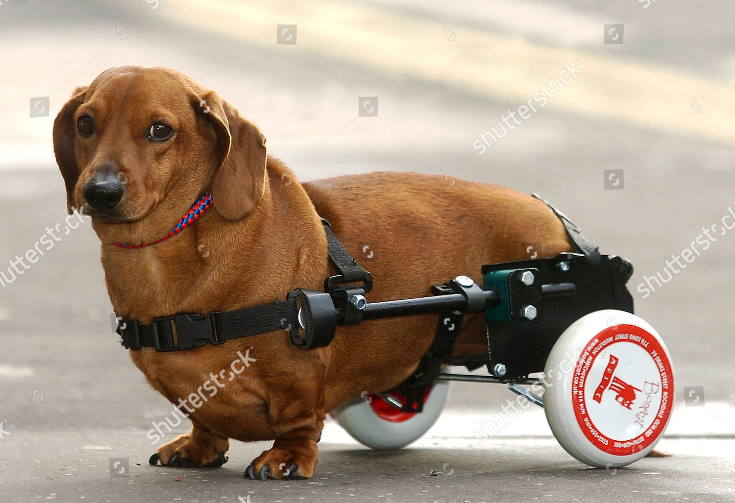 Detail Dachshund Wheels Cart Nomer 24