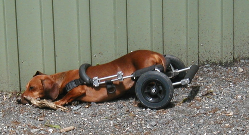 Detail Dachshund Wheels Cart Nomer 47