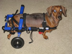 Detail Dachshund Wheels Cart Nomer 10