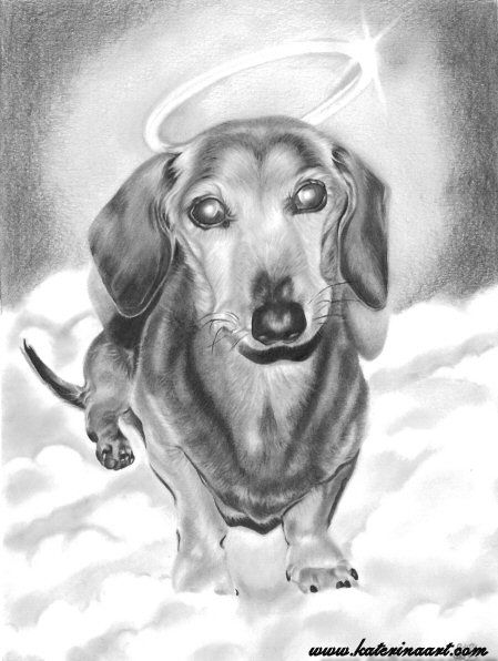 Detail Dachshund With Angel Wings Nomer 13