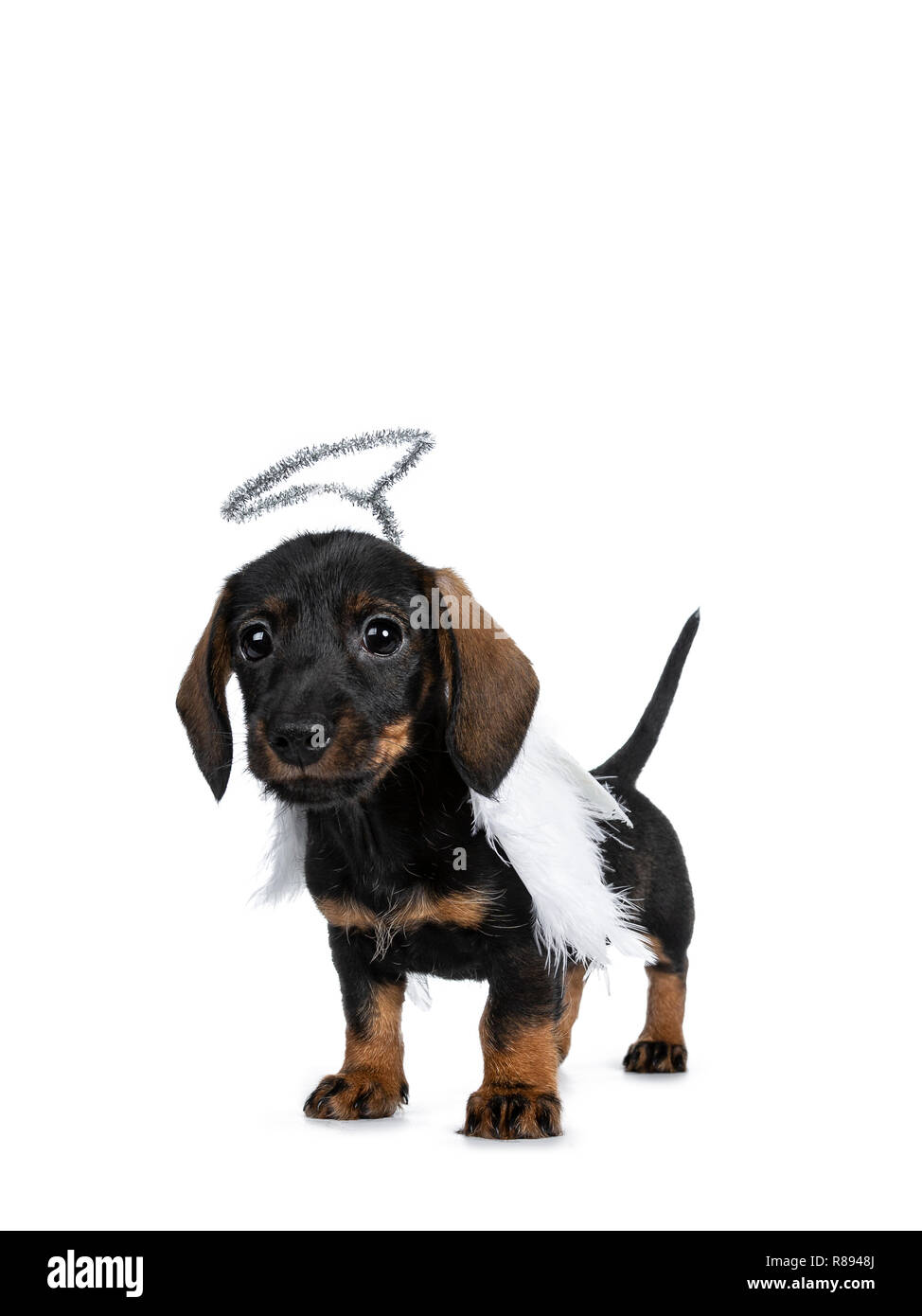 Detail Dachshund With Angel Wings Nomer 6