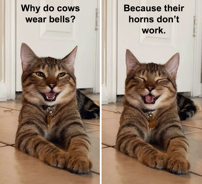 Detail Dad Joke Meme Nomer 6