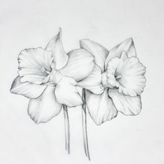Detail Daffodil Drawing Tattoo Nomer 10