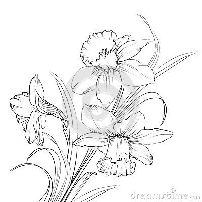 Detail Daffodil Drawing Tattoo Nomer 13