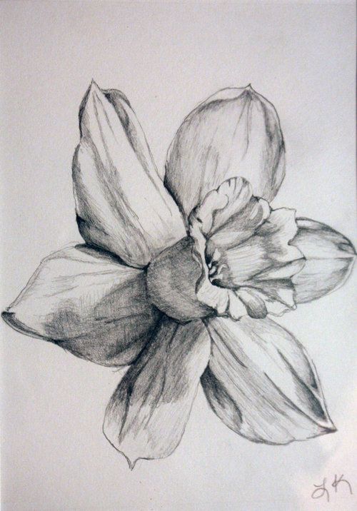 Detail Daffodil Drawing Tattoo Nomer 15