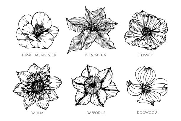 Detail Daffodil Drawing Tattoo Nomer 16