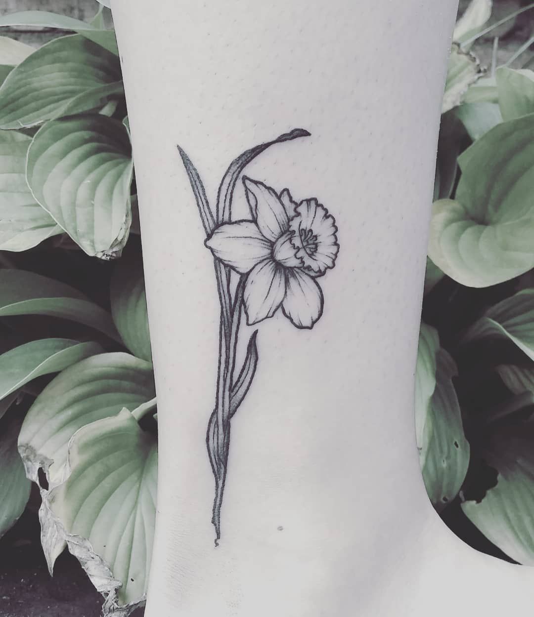 Detail Daffodil Drawing Tattoo Nomer 18