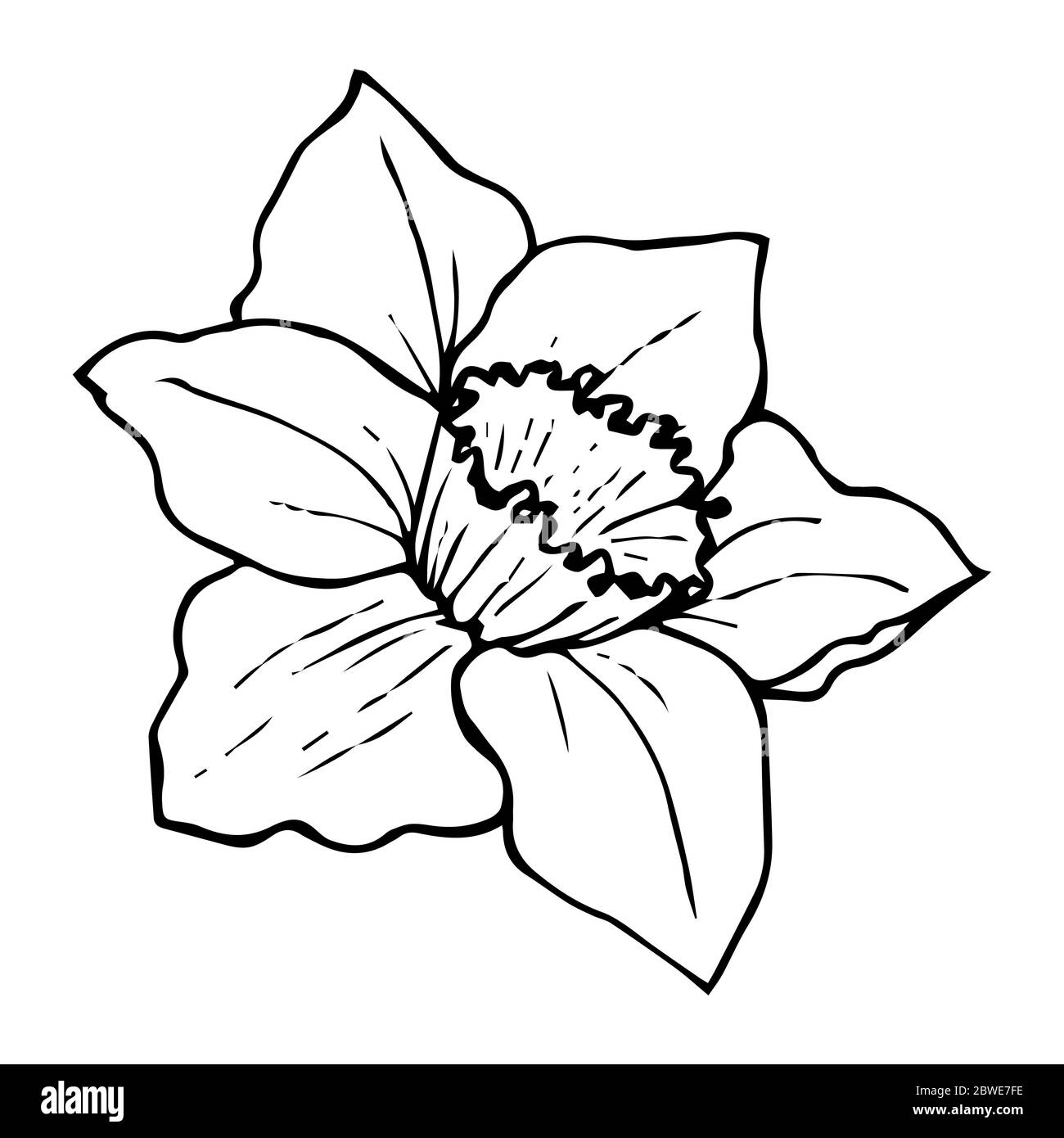 Detail Daffodil Drawing Tattoo Nomer 20