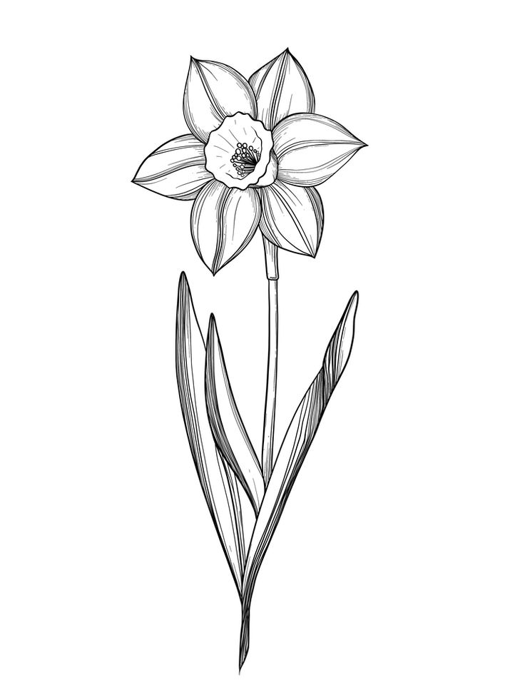 Detail Daffodil Drawing Tattoo Nomer 26