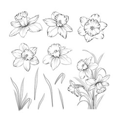 Detail Daffodil Drawing Tattoo Nomer 4