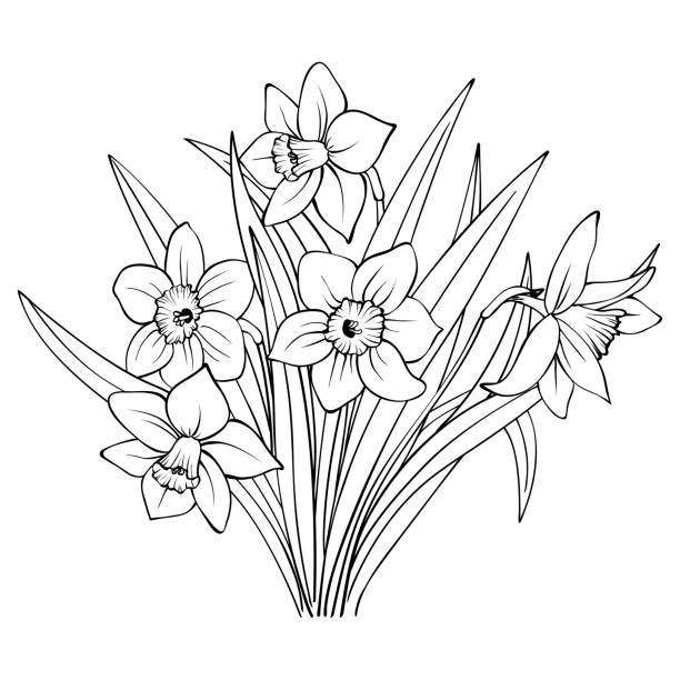 Detail Daffodil Drawing Tattoo Nomer 35