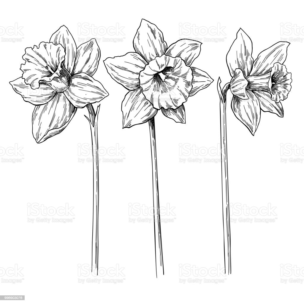 Detail Daffodil Drawing Tattoo Nomer 43