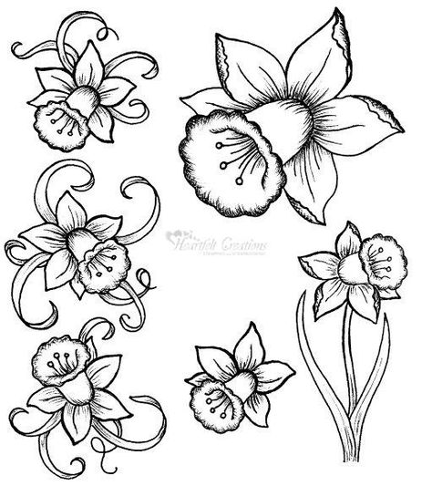 Detail Daffodil Drawing Tattoo Nomer 6