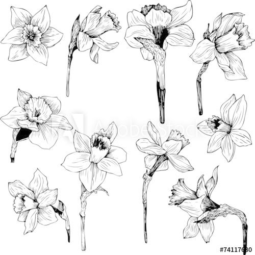Detail Daffodil Drawing Tattoo Nomer 7