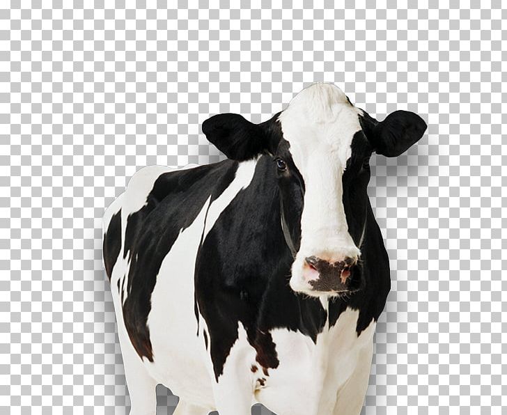 Detail Dairy Cow Png Nomer 18