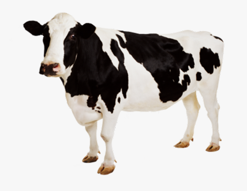 Detail Dairy Cow Png Nomer 24